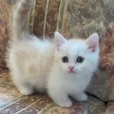 ミヌエット(短足)【兵庫県・男の子・2022年10月24日・クリームタビー&ホワイト】の写真1