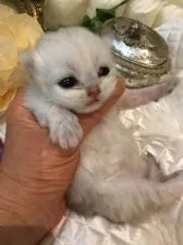 ペルシャ(チンチラ)【兵庫県・男の子・2016年6月30日・チンチラシルバー】の写真2「おっぱいが、十分足りていて、ムチムチです。」