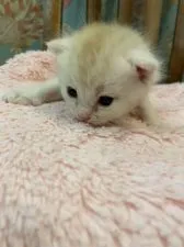 ミヌエット【兵庫県・男の子・2020年9月3日・クリームタビー】の写真2