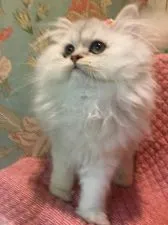 ペルシャ(チンチラ)【兵庫県・女の子・2019年9月3日・チンチラ シルバー】の写真2