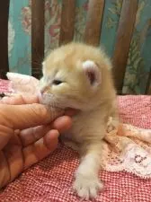 ミヌエット【兵庫県・男の子・2020年1月17日・レッドタビー】の写真2