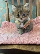 ミヌエット【兵庫県・男の子・2021年8月8日・レッドタビー】の写真2