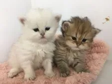 ペルシャ(チンチラ)【兵庫県・女の子・2017年12月17日・チンチラゴールド】の写真2「兄妹仲良し」