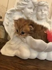 ペルシャ(チンチラ)【兵庫県・女の子・2016年7月1日・ゴールド】の写真3「瞳の大きな可愛い子」