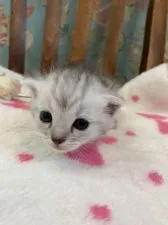 ミヌエット【兵庫県・男の子・2020年7月5日・シルバータビー】の写真3