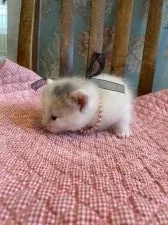 ミヌエット【兵庫県・女の子・2021年10月10日・ダイリュート キャリコ ターキッシュ・バン】の写真3