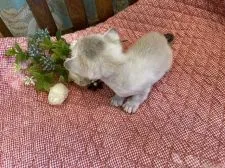 シンガプーラ【兵庫県・男の子・2020年2月20日・セーブルティックドタビー】の写真4