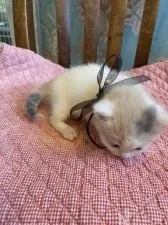 ミヌエット【兵庫県・女の子・2021年10月10日・ダイリュート キャリコ ターキッシュ・バン】の写真4