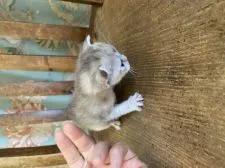 シンガプーラ【兵庫県・女の子・2022年5月9日・セーブルティックドタビー】の写真5