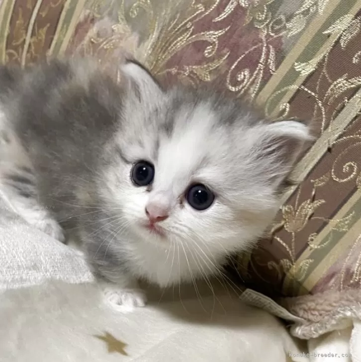K.T 様のお迎えした子猫