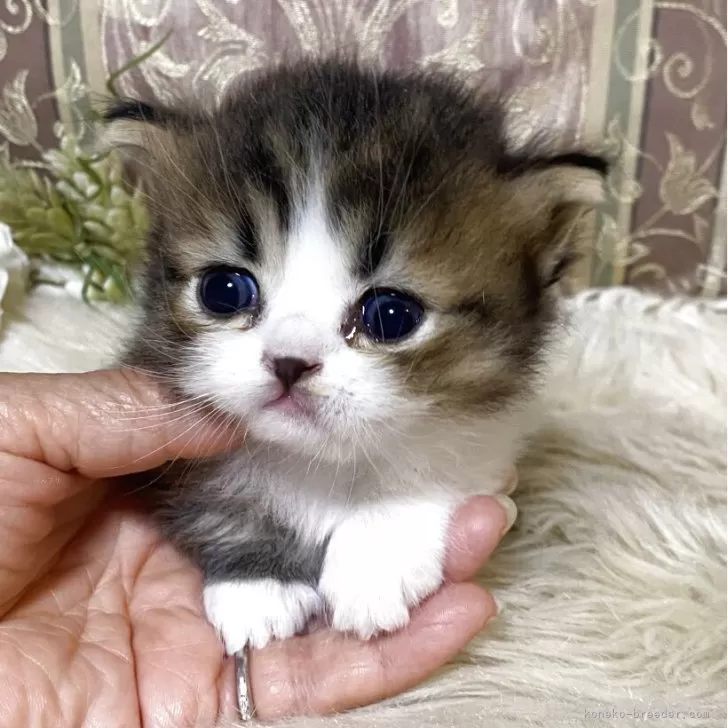 ID：2506-01116の子猫