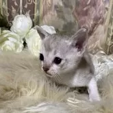 シンガプーラ