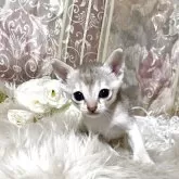 シンガプーラ
