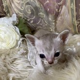 シンガプーラ