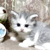 ミヌエット(長足)