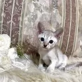 シンガプーラ