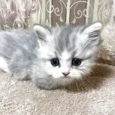 ミヌエット(短足)