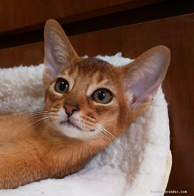 ID:1906-00147の子猫