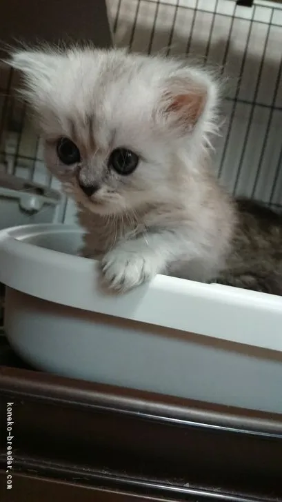 ID：1802-00334の子猫