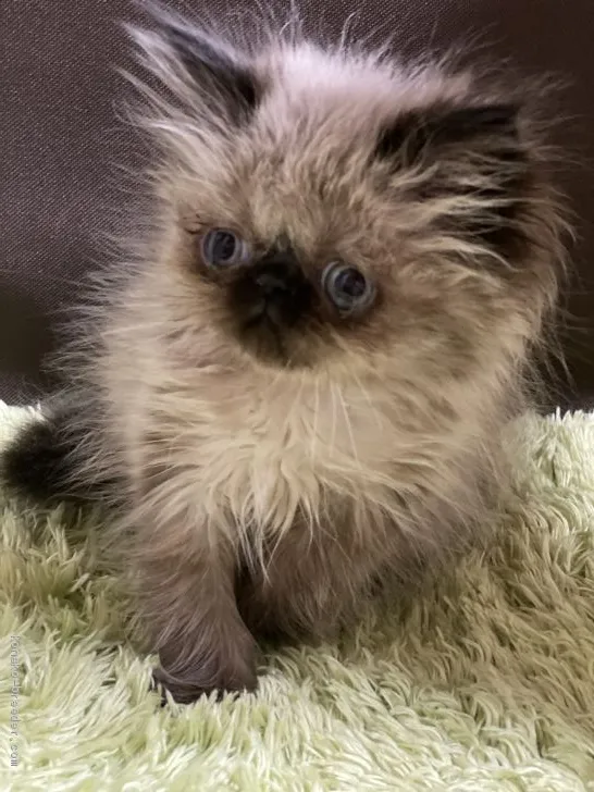 ID：2004-01833の子猫