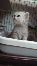 ペルシャ(チンチラ)【群馬県・女の子・2018年1月6日・シェーデットシルバー】の写真3