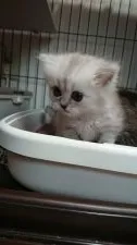 ペルシャ(チンチラ)【群馬県・女の子・2018年1月6日・シェーデットシルバー】の写真4