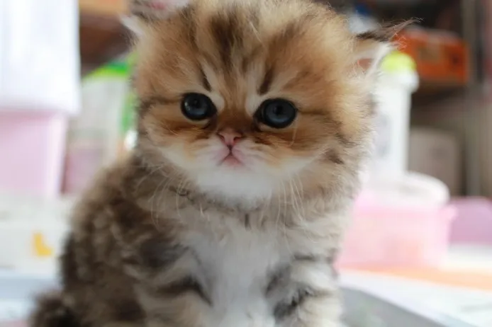 ID：1306-00010の子猫