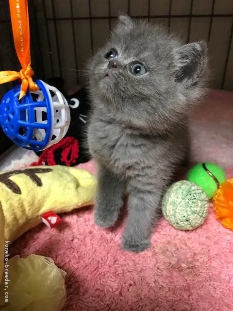 ID：1705-00333の子猫