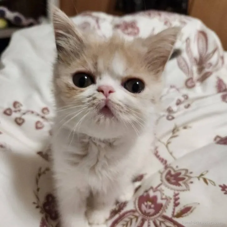 ID：2309-00516の子猫