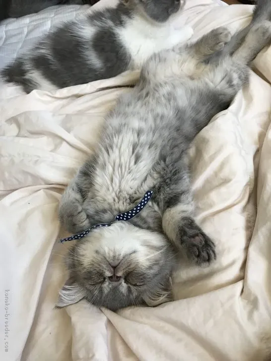 ID:1805-00526の子猫