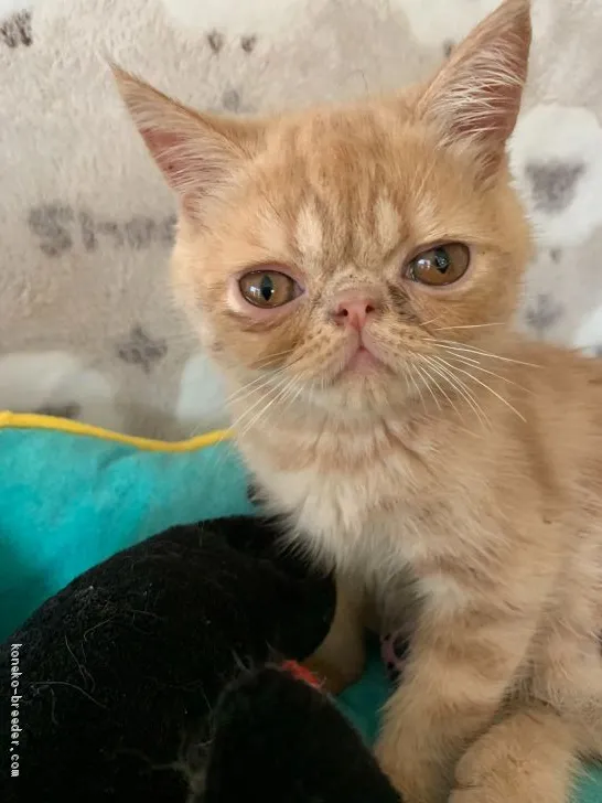 ID:1906-00755の子猫