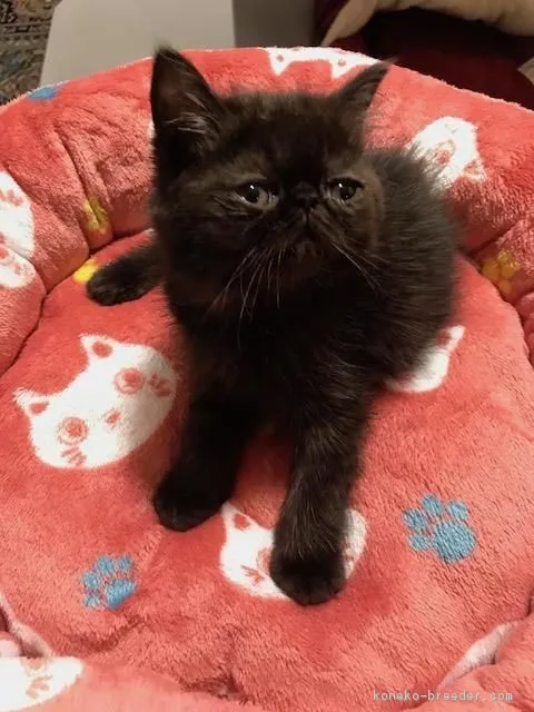 ID:1712-00777の子猫