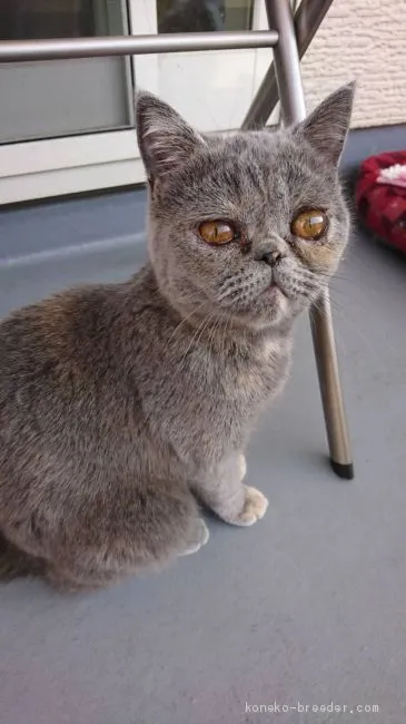ID:2005-02155の子猫