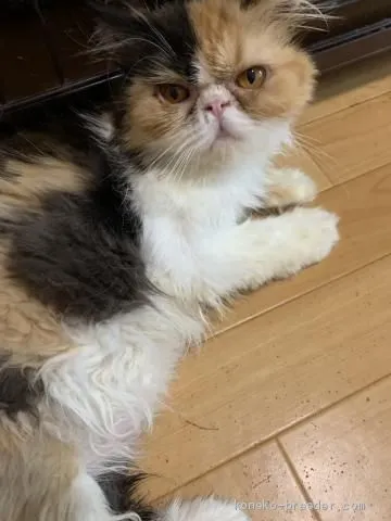 ID:1907-01745の子猫