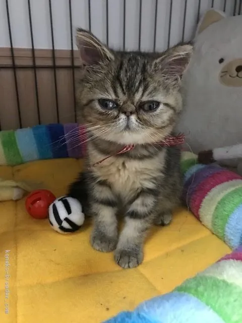 ID：1710-00916の子猫