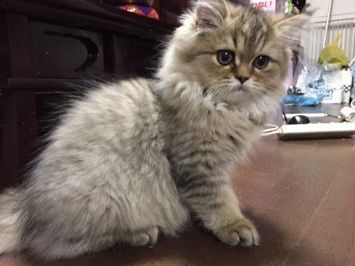 ID:1409-00027の子猫