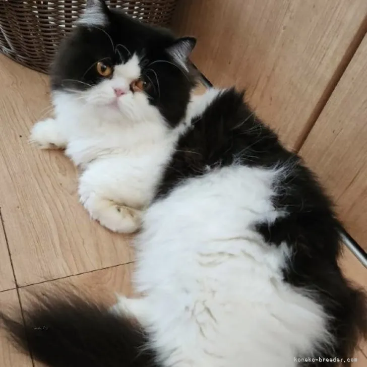 ID：2207-02010の子猫