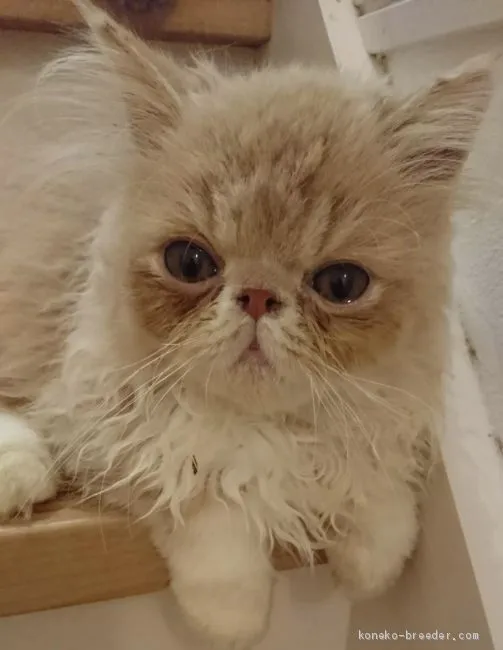 ID:2007-01391の子猫