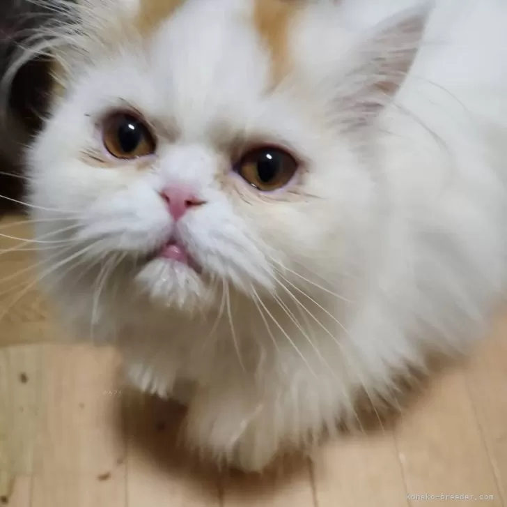 ID:2309-00517の子猫