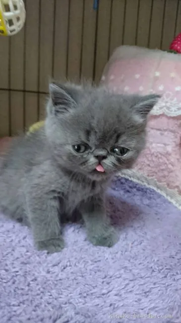 ID:1705-00773の子猫