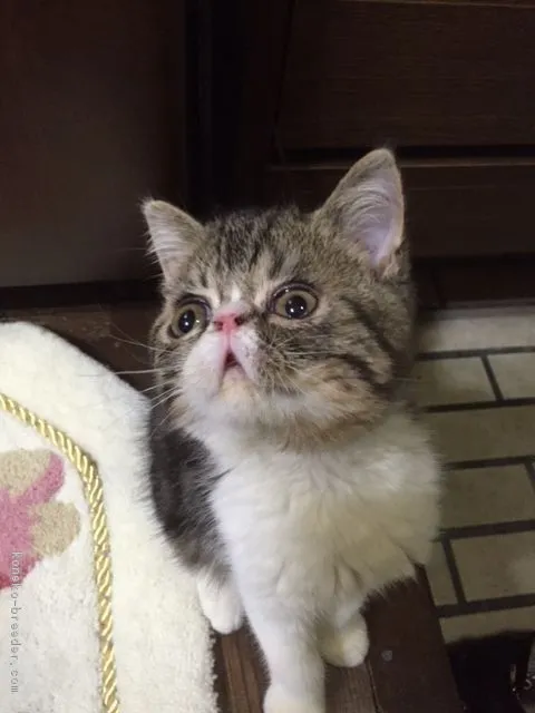 ID:1607-00760の子猫
