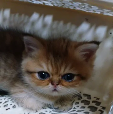 ID：1409-00026の子猫