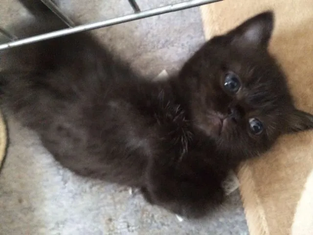 ID：1409-00028の子猫