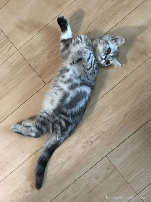 ID：1805-00844の子猫