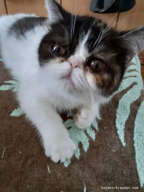ID:2104-02054の子猫