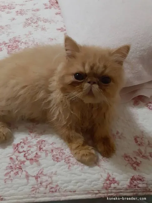 ID:2106-00596の子猫
