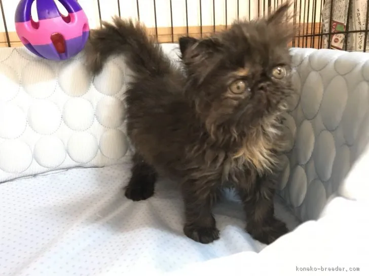 ID:1806-01442の子猫