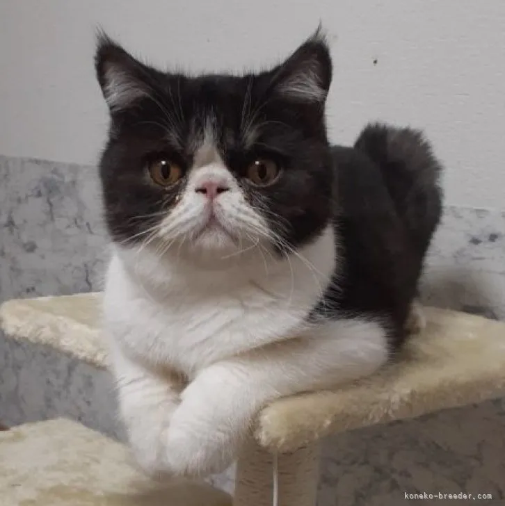 ID:2207-02009の子猫