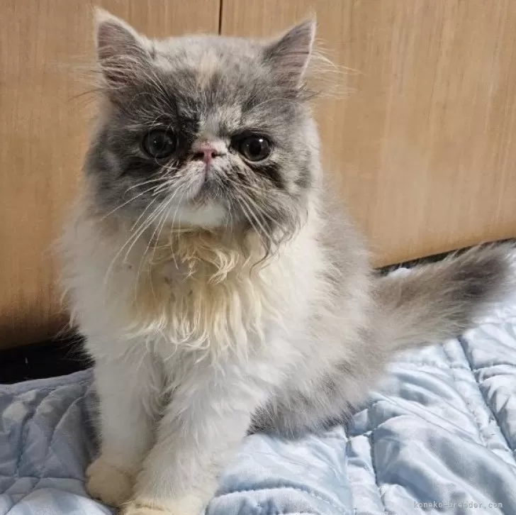 ID:2405-02884の子猫