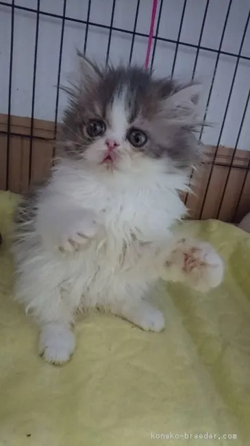 ID：1805-00528の子猫